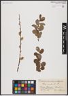 Foto von Salix aurita L.
